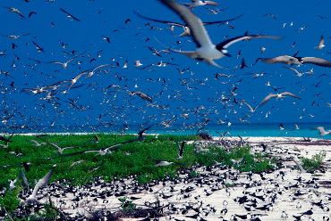 sootybeachcolonyRobyBresson